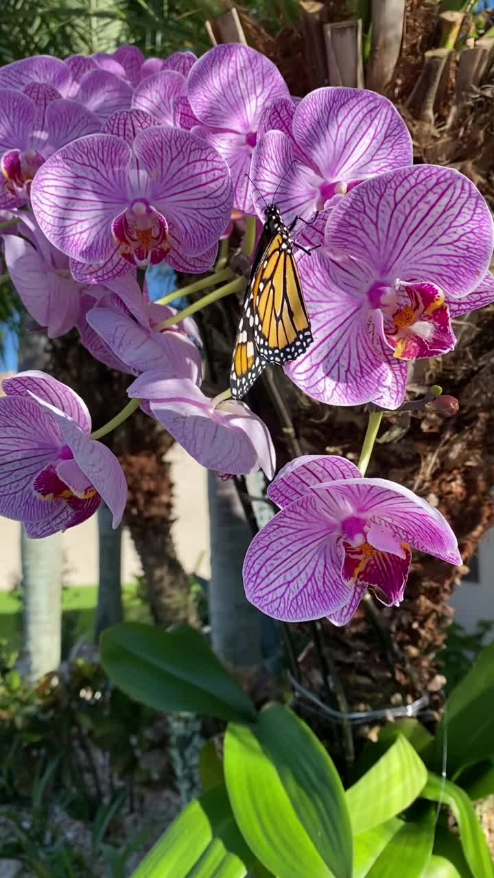 濒临灭绝的帝王蝶(Danaus plexippus)在飞蛾兰花上扇动(视频素材