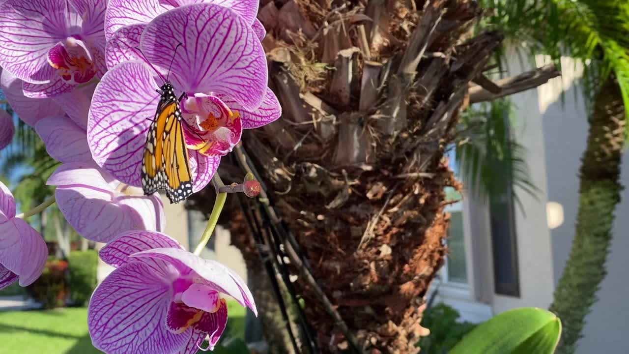 濒临灭绝的帝王蝶(Danaus plexippus)在飞蛾兰花上扇动(视频素材