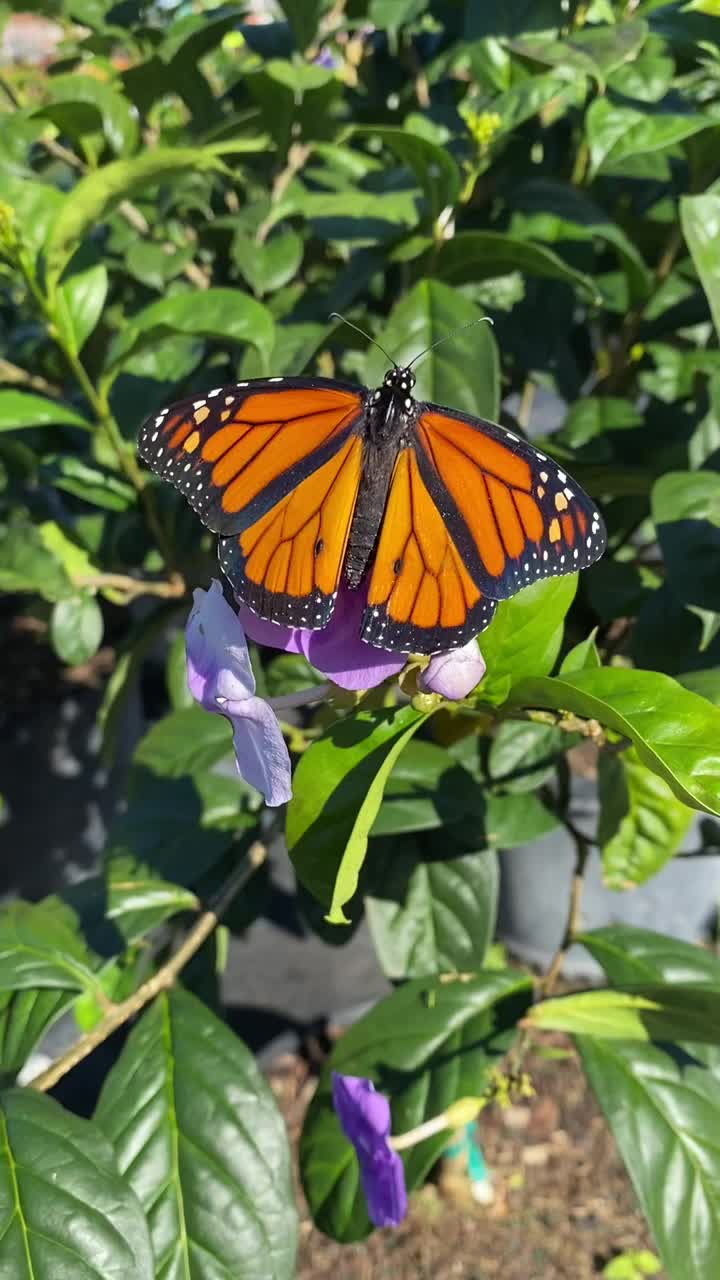 濒临灭绝的帝王蝶(Danaus plexippus)在飞蛾兰花上扇动视频素材