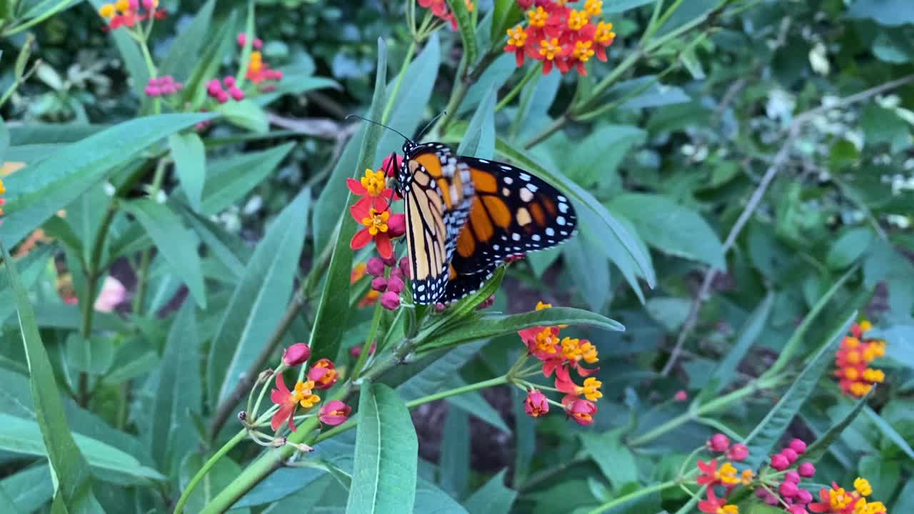 濒临灭绝的黑脉金斑蝶(Danaus plexippus)在乳草上视频素材