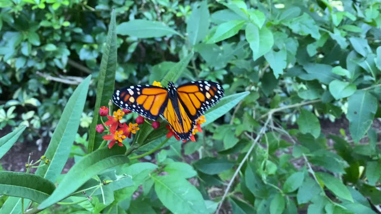 濒临灭绝的黑脉金斑蝶(Danaus plexippus)在乳草上视频素材