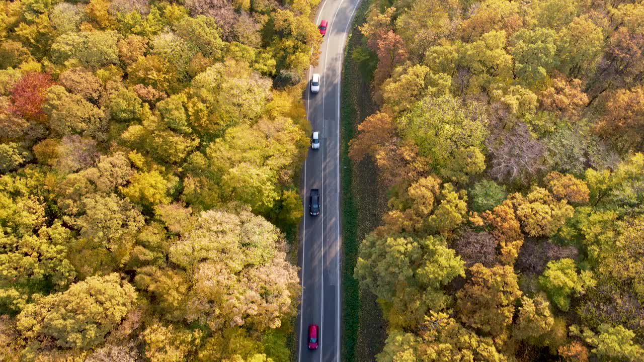 森林中多风的道路上繁忙的交通视频素材