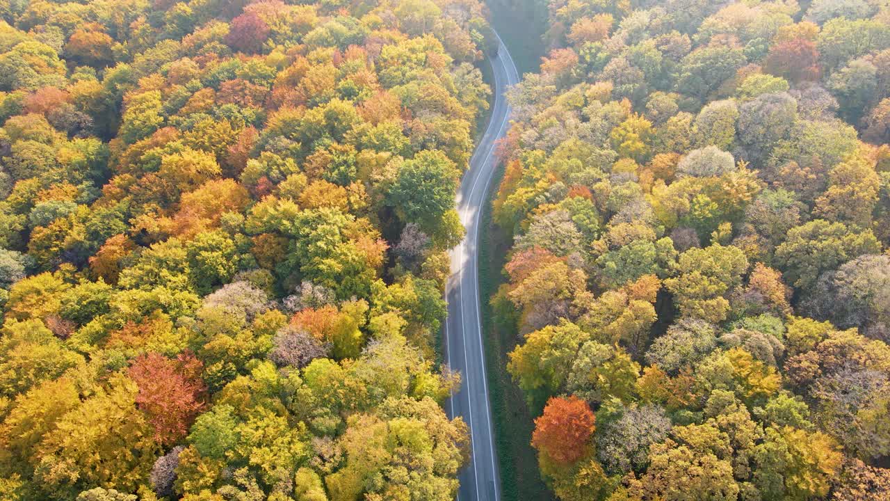 鸟瞰图的道路在美丽的森林视频素材