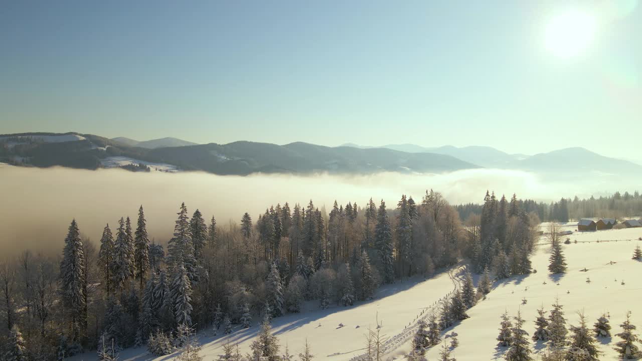 令人惊叹的冬季景观与松树的雪覆盖森林在寒冷的雾山在日出视频素材