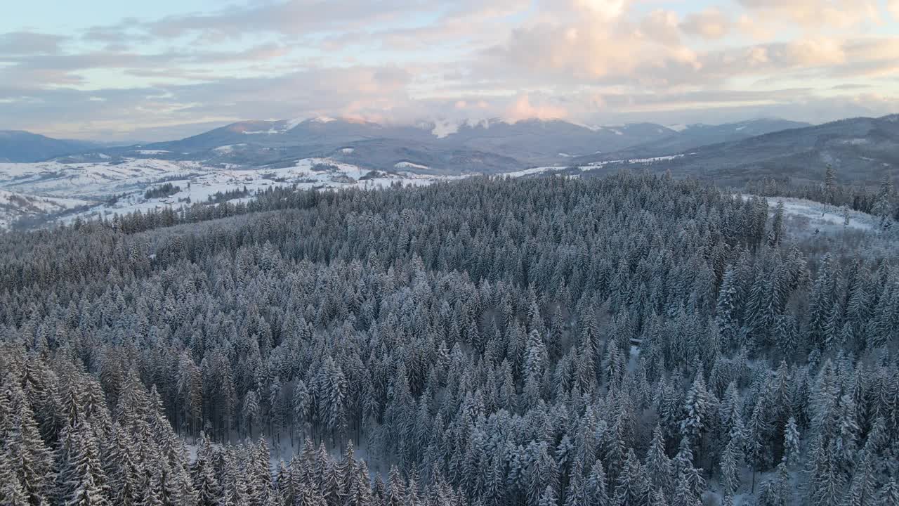 空中冬季景观与云杉树的雪覆盖森林在寒冷的山在晚上视频素材