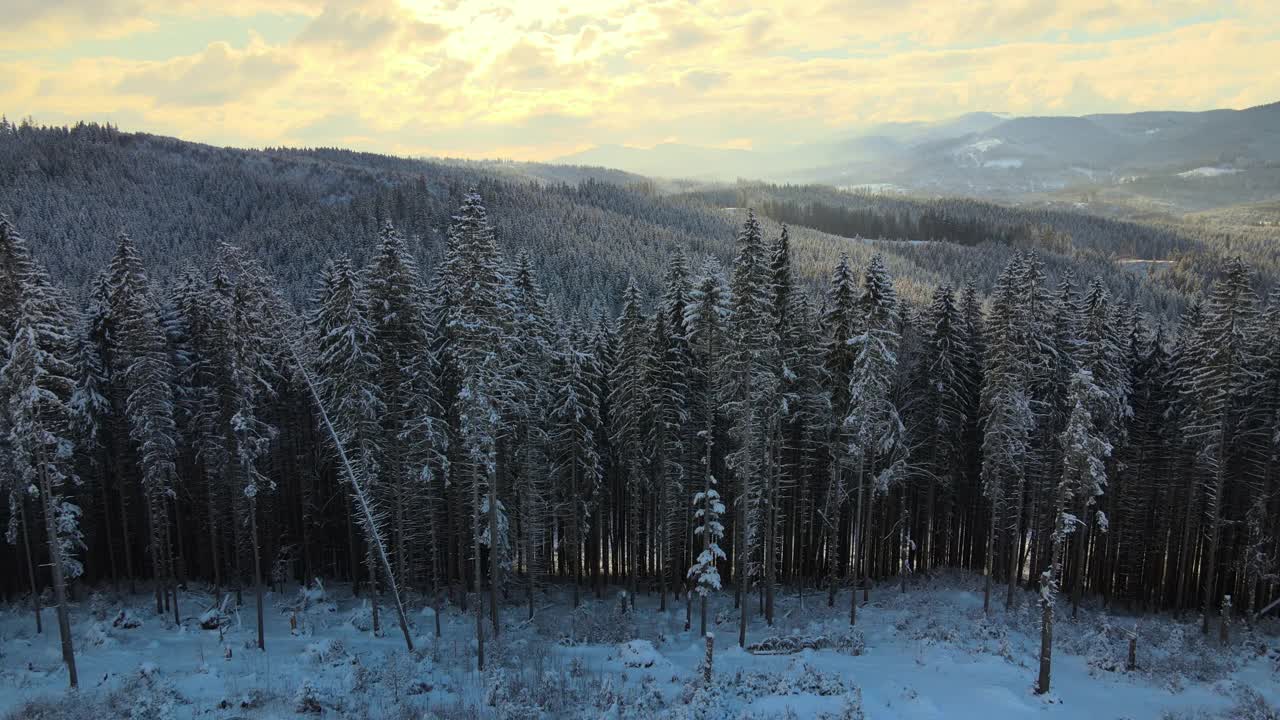 空中冬季景观与云杉树的雪覆盖森林在寒冷的山在晚上视频素材