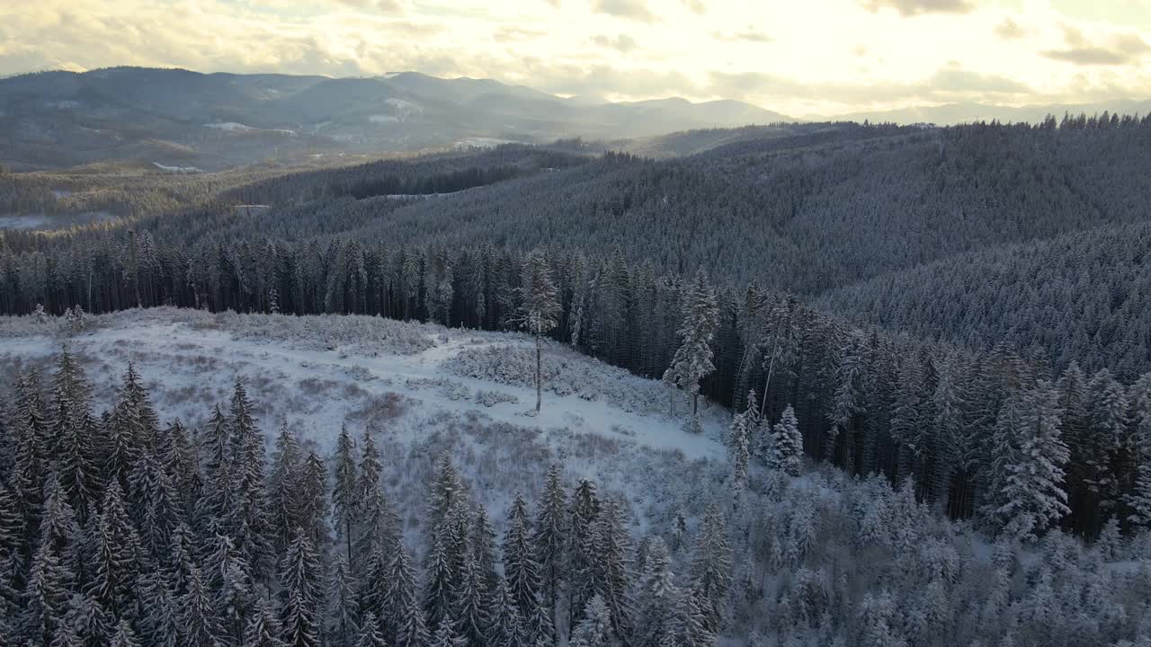 空中冬季景观与云杉树的雪覆盖森林在寒冷的山在晚上视频素材