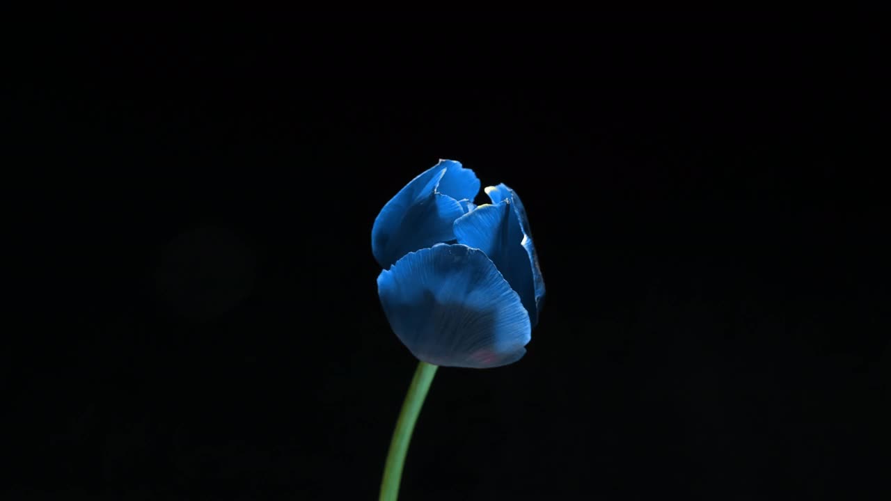 美丽的蓝色郁金香花在黑色背景，时间流逝。复活节，生日，春天，情人节，节日概念。4 k视频素材