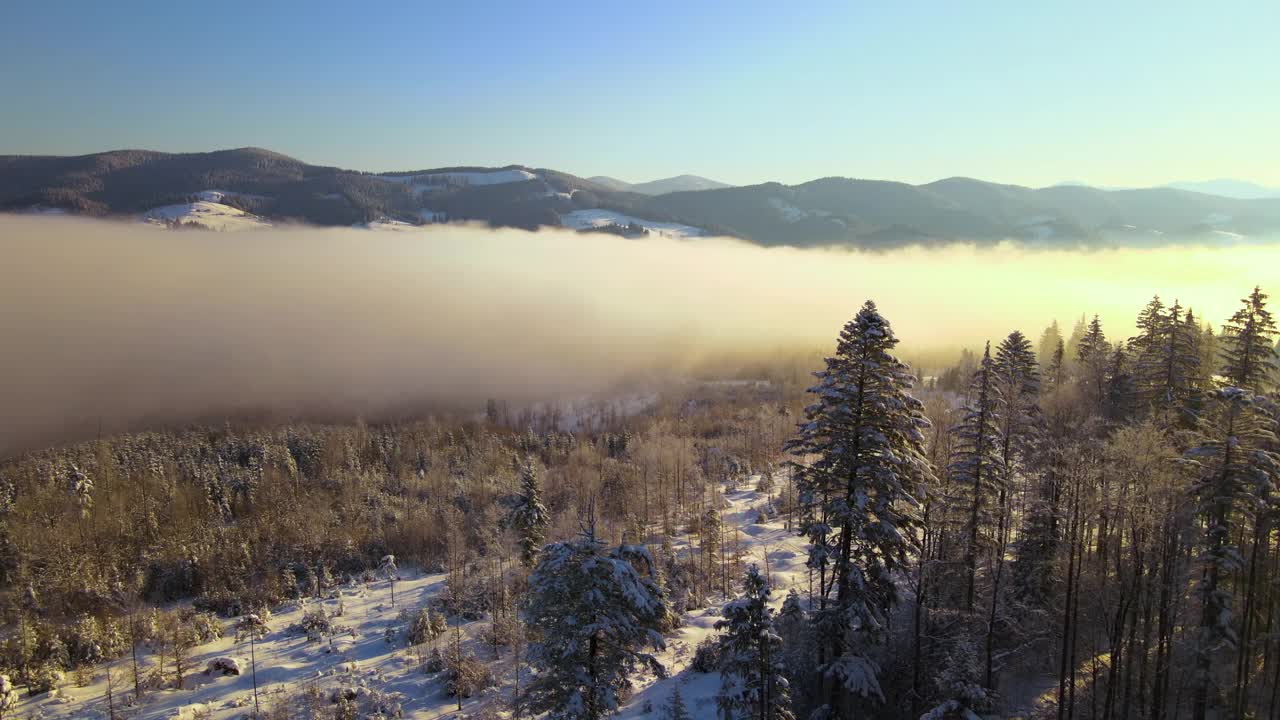 令人惊叹的冬季景观与松树的雪覆盖森林在寒冷的雾山在日出视频素材