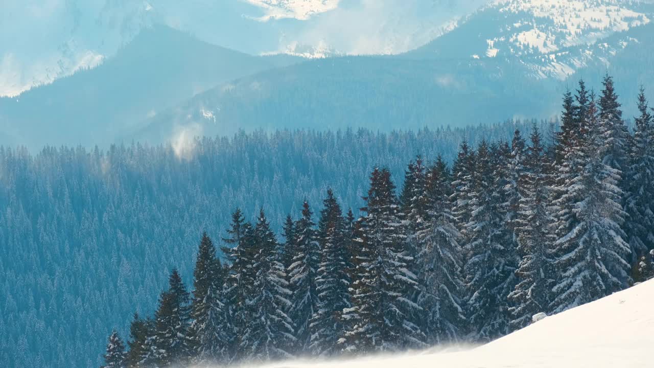 在寒冷明亮的冬日，高山森林里的大雪中，高大的常绿松树在狂风中摇摆视频素材