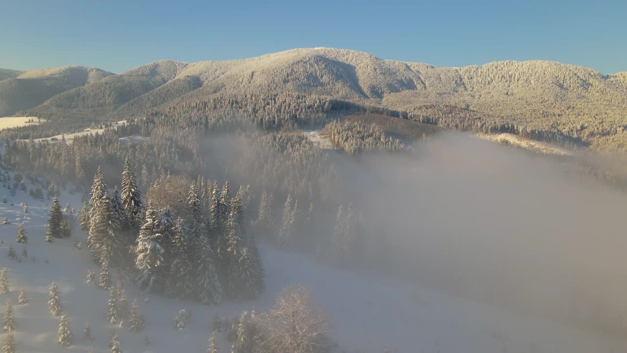 令人惊叹的冬季景观与松树的雪覆盖森林在寒冷的雾山在日出视频素材