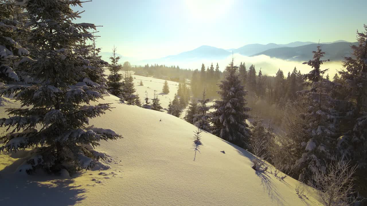 令人惊叹的冬季景观与松树的雪覆盖森林在寒冷的山脉在日出视频素材