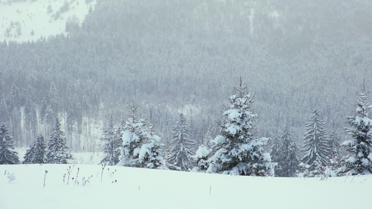 在寒冷宁静的夜晚，冬雪期间，常绿的松树被新鲜的雪覆盖视频素材