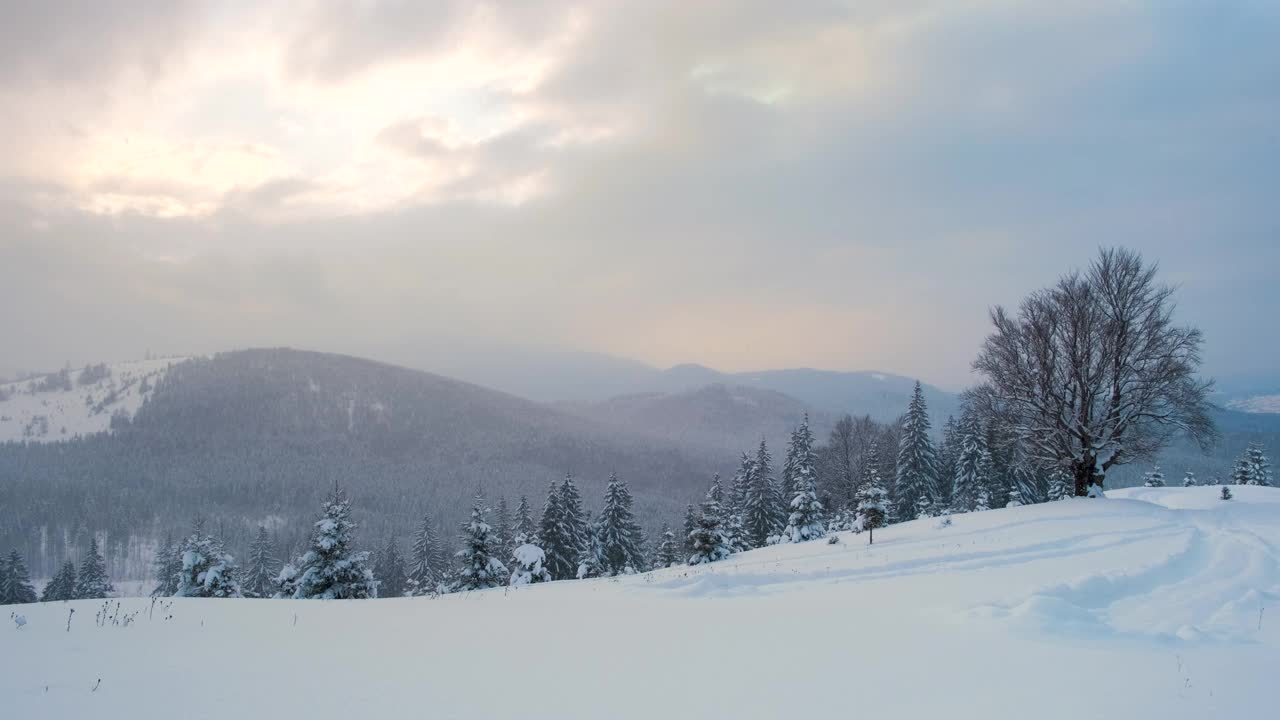 寒冷宁静的夜晚，冬雪纷飞的山林中，常绿的松树被新雪覆盖。视频素材