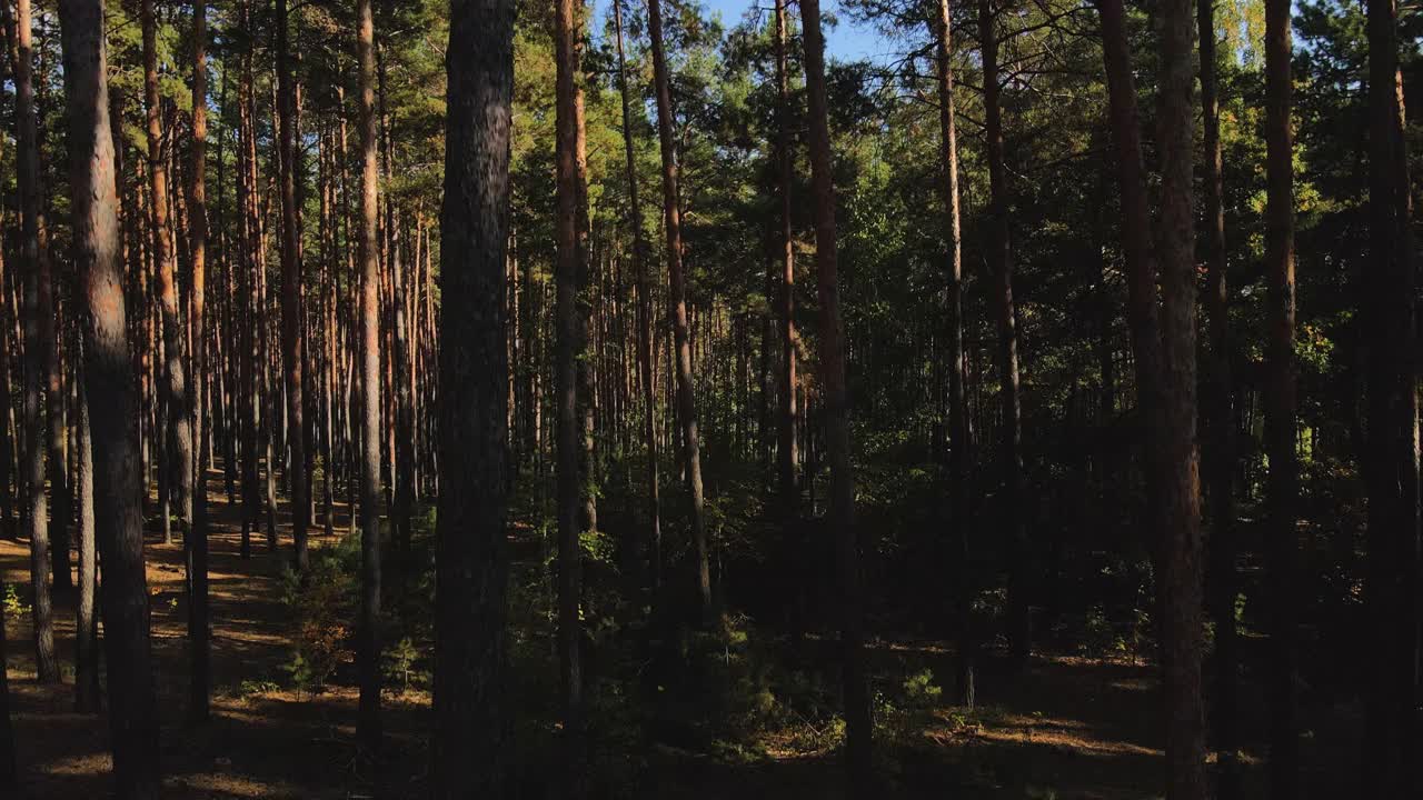 无人机在一片松林中从底部向上升起。无人机视角的松树林，湖泊和布莱耶天空。4 k分辨率的视频。视频素材