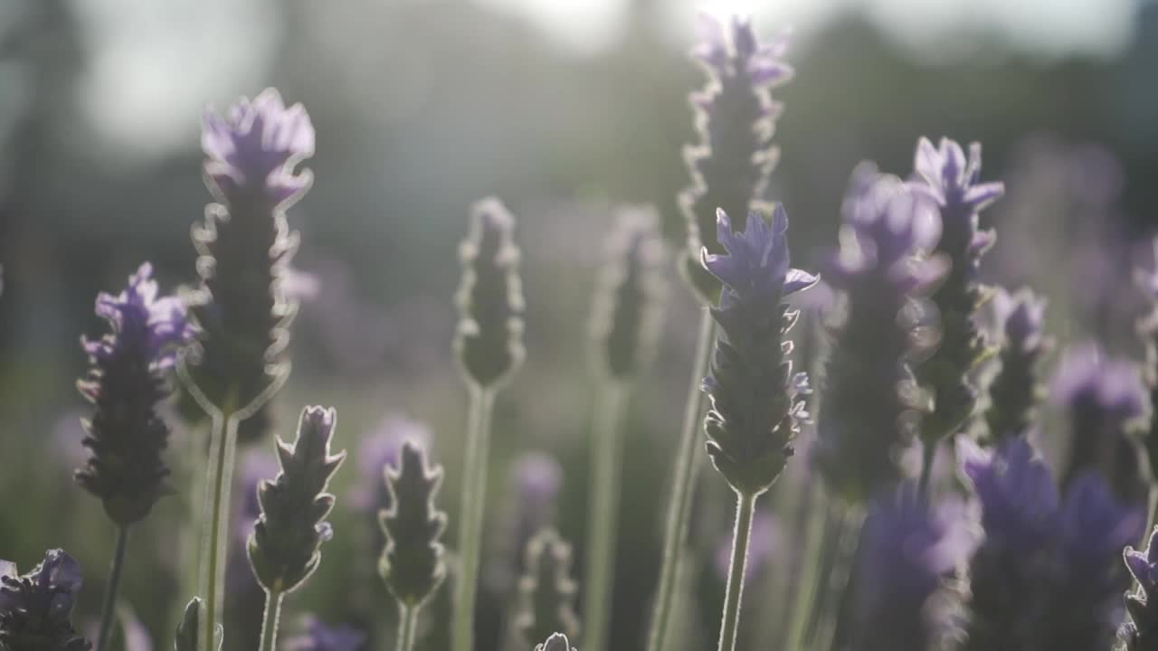 薰衣草花视频素材