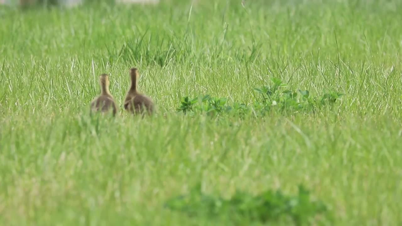 两只小鹅在草地上走着视频素材