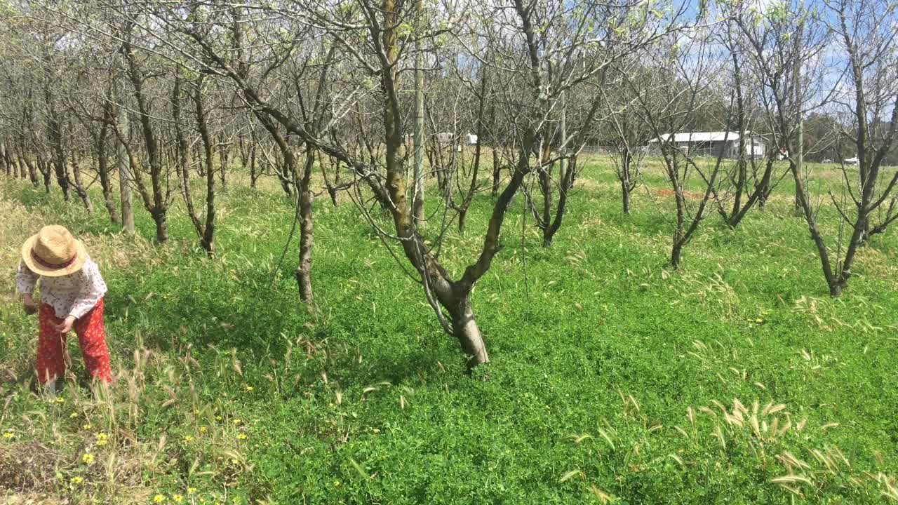 一个小女孩走在苹果园里视频素材