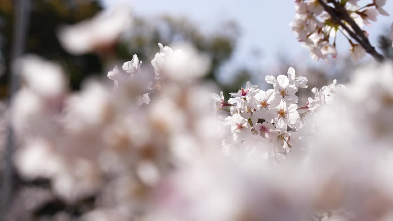 视频中，一枝盛开的樱花与美丽的前方散景。视频素材