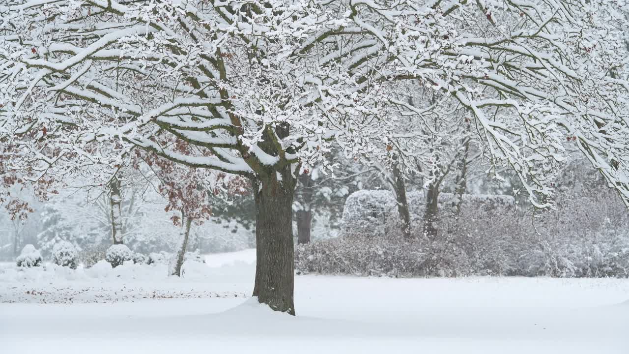 雪覆盖树木在下雪，十二月。背景中有人在遛狗。法兰克尼亚,巴伐利亚,德国。视频素材