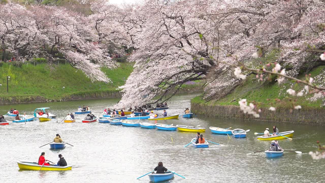 樱花花瓣飘落在日本东京的千origafuchi公园视频素材