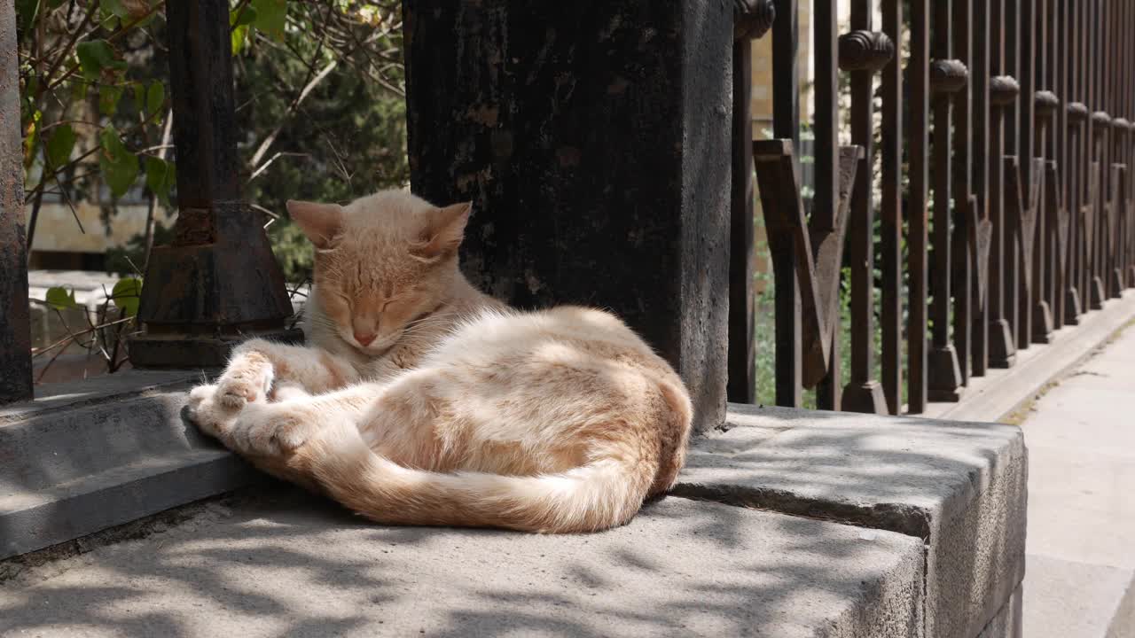 无家可归的猫睡在篱笆下。流浪动物概念视频素材