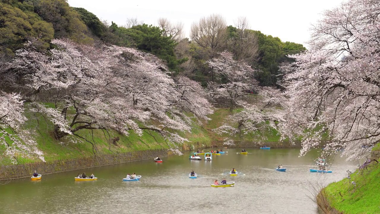 4k:樱花花瓣飘落在日本东京千origafuchi公园视频素材