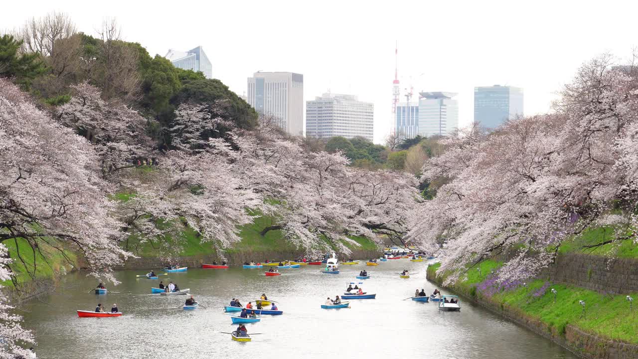 樱花花瓣飘落在日本东京的千origafuchi公园视频素材