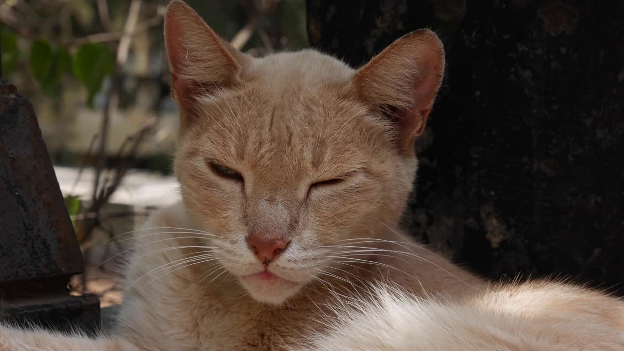 一只睡眼惺忪的流浪猫在看镜头。流浪动物概念视频素材