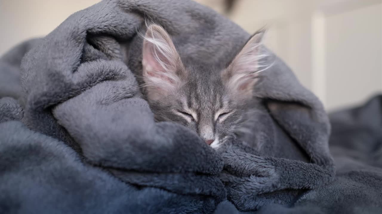 可爱的灰色小猫坐在灰色格子布上。一只可爱的小猫躺在舒适的毯子上。视频素材