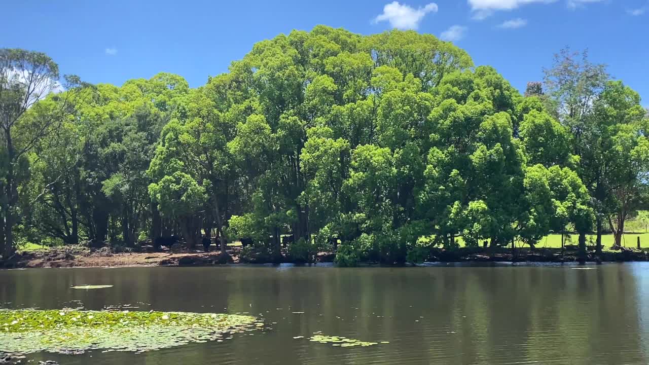 乡村绿树成荫的池塘大坝视频素材