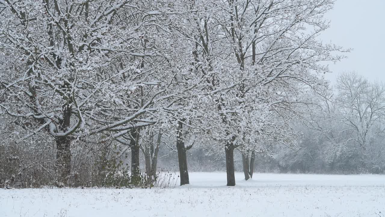 雪覆盖树木在下雪，十二月。法兰克尼亚,巴伐利亚,德国。视频素材