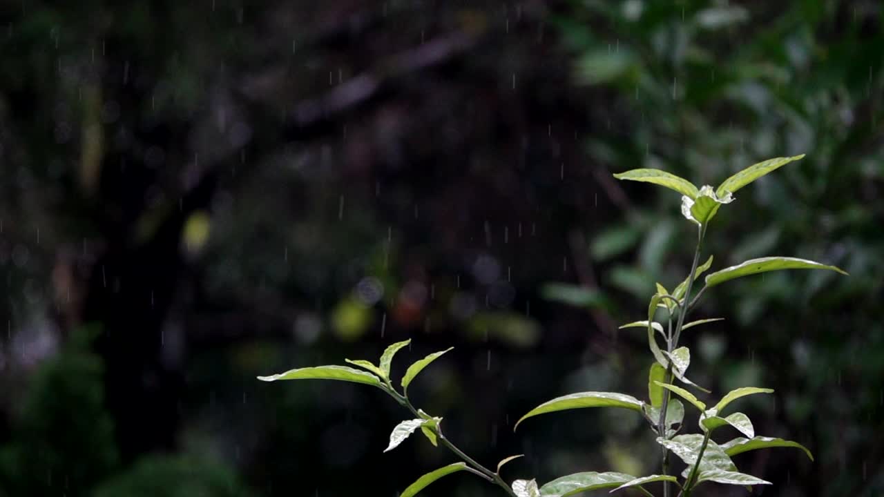 在丛林里下着雨视频素材