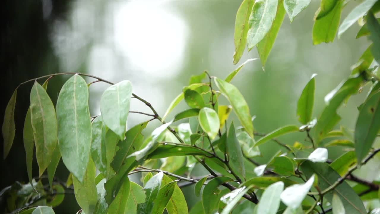 在丛林里下着雨视频素材