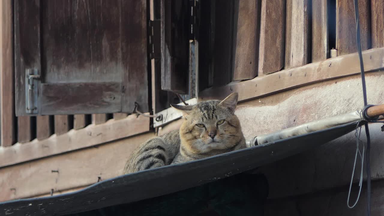 早上猫在屋顶上休息。视频素材