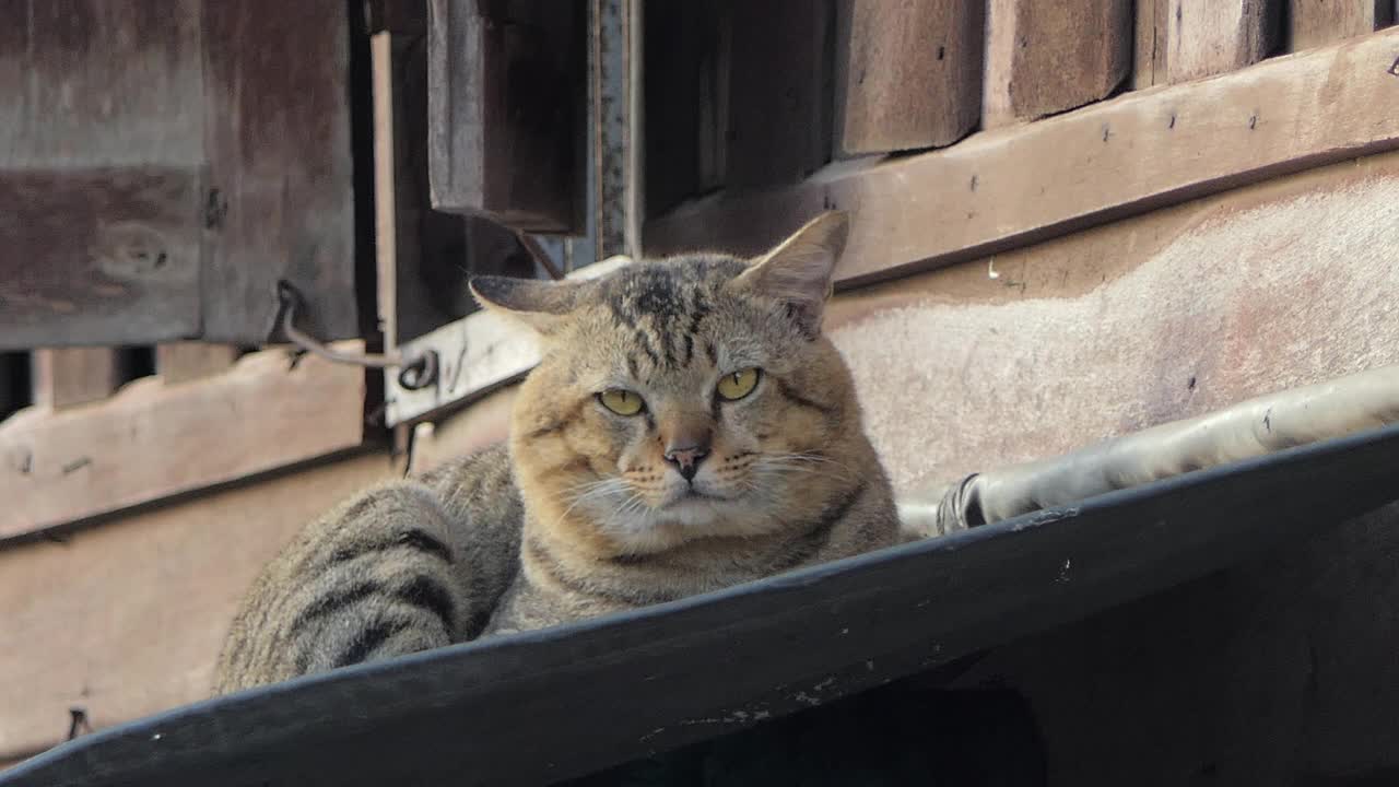 早上猫在屋顶上休息。视频素材