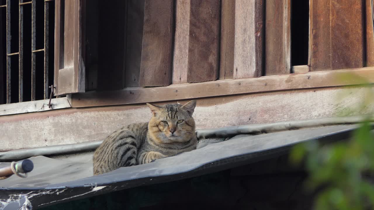 早上猫在屋顶上休息。视频素材