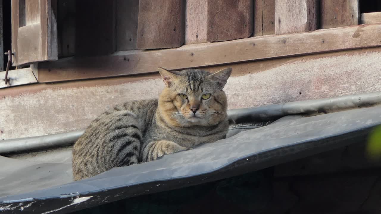 早上猫在屋顶上休息。视频素材