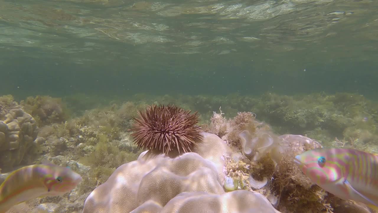 在珊瑚上爬行的海胆。挖洞海胆或钻岩海胆(大刺海胆)视频素材