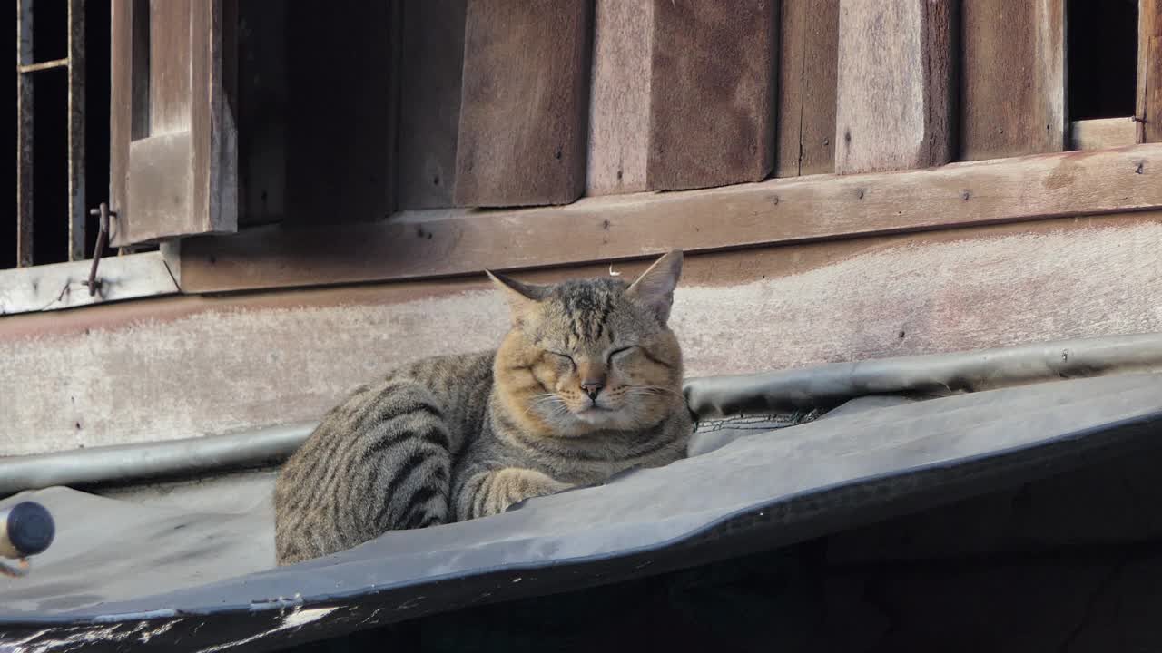 早上猫在屋顶上休息。视频素材