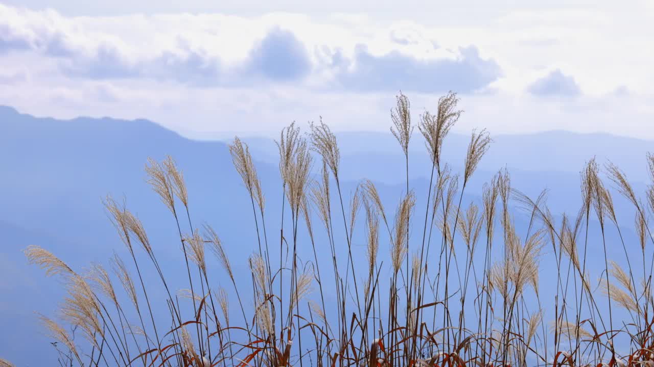 山上的芒，远处的山视频素材