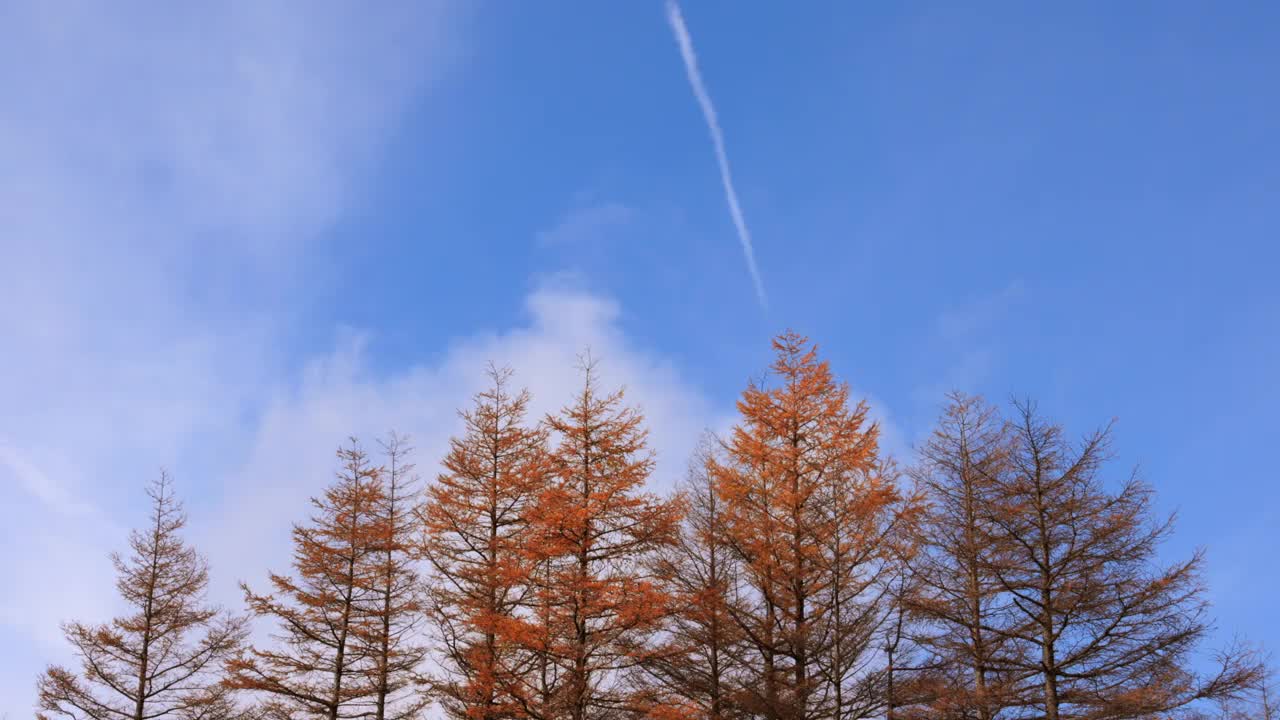 山上有秋天的树木，蓝天白云视频素材