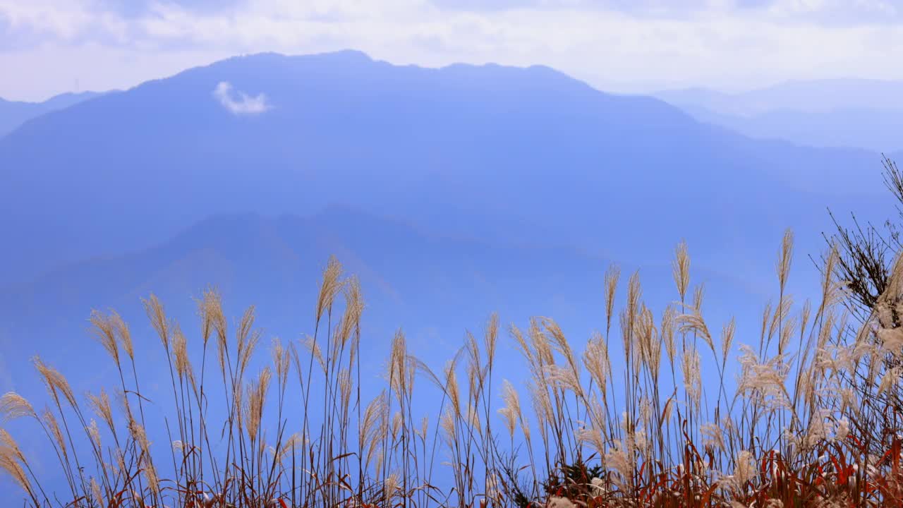 山上的芒，远处的山视频素材