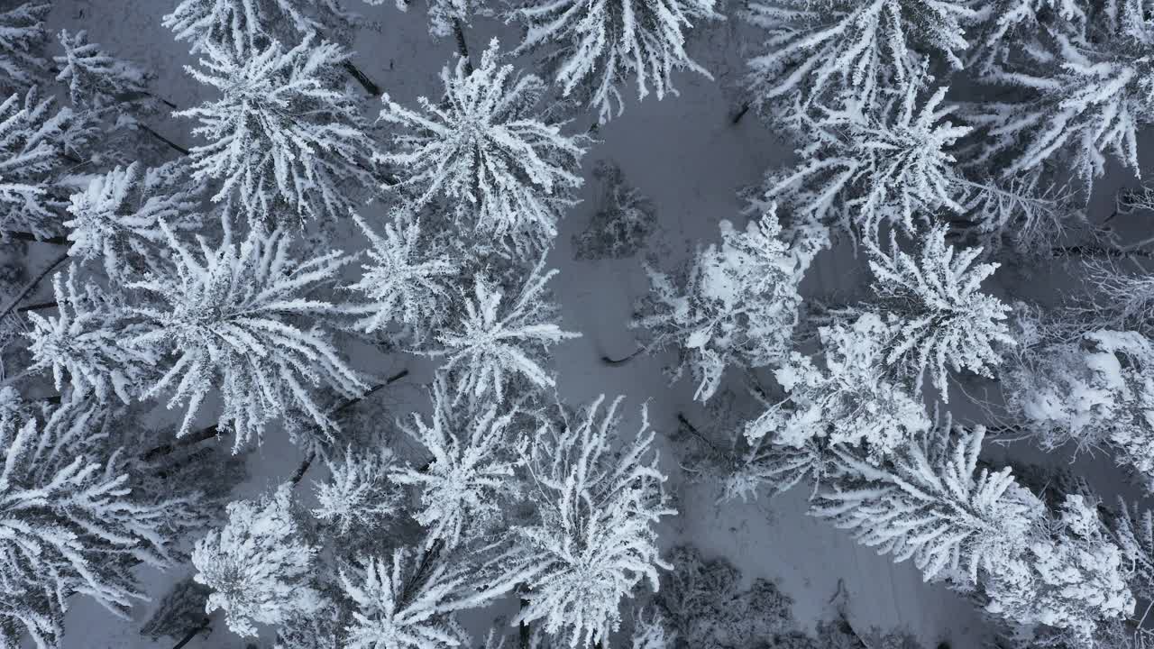 飞过被雪覆盖的树林，全架。从上面直接看。法兰克尼亚,巴伐利亚,德国。视频素材