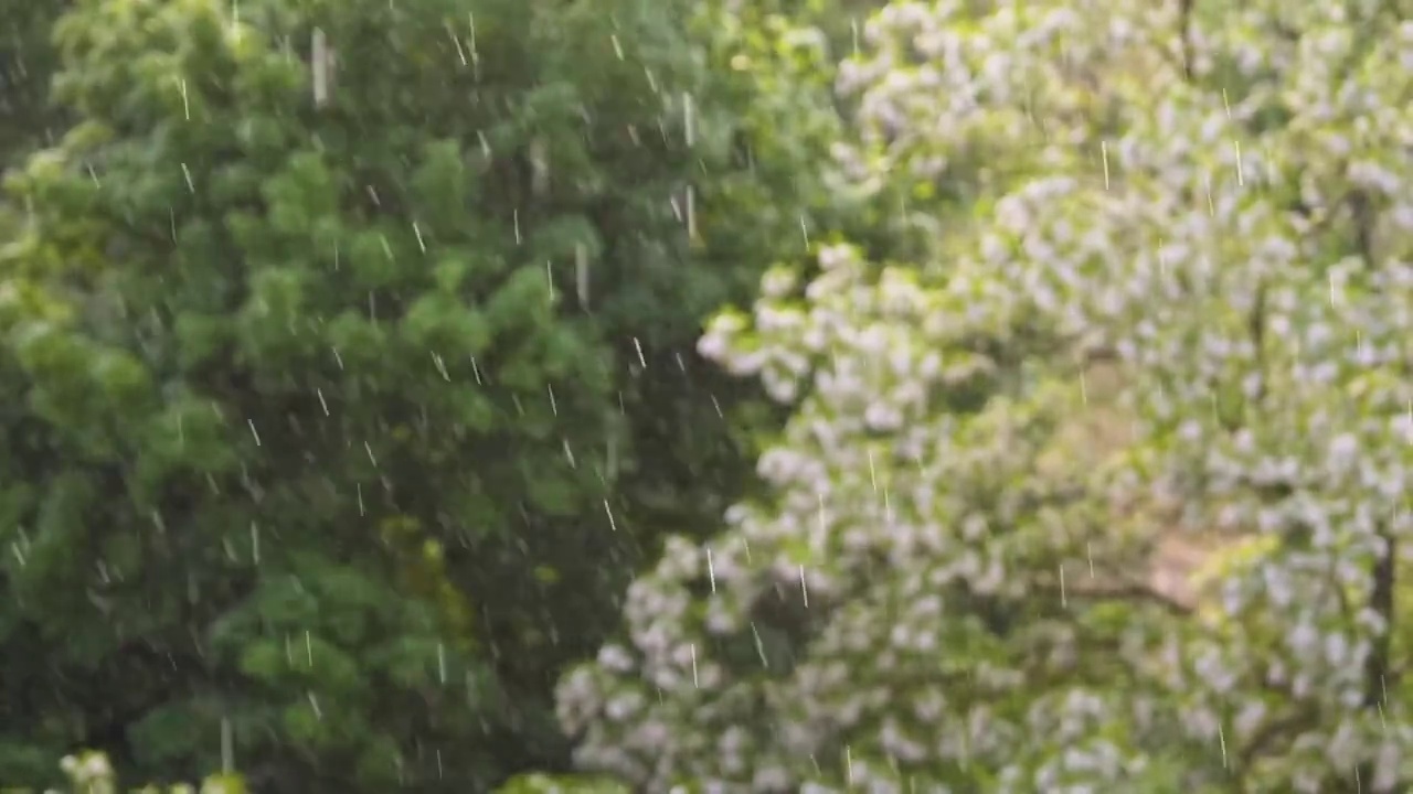 阳光下的雨，森林里的大雨，雨点纷纷落下视频素材