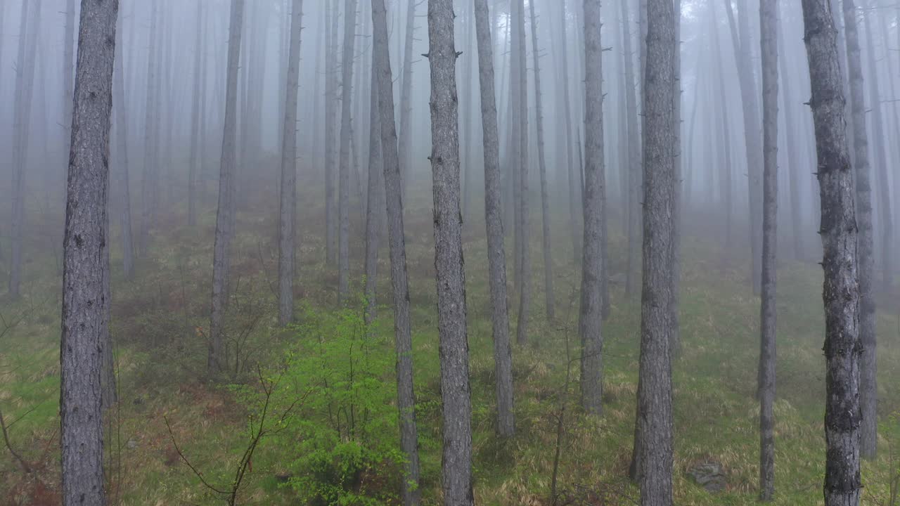 航拍:雾天森林里的树干——亚平宁山脉，意大利视频素材