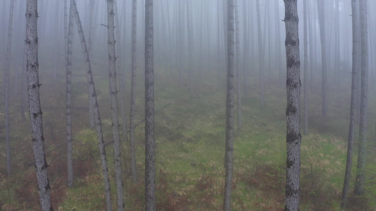 航拍:森林景观上植物的美丽镜头，无人机在冬季飞行-亚平宁山脉，意大利视频素材