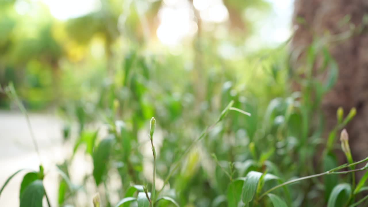 棕榈树的细节，绿色的叶子在风的夏天的背景视频素材