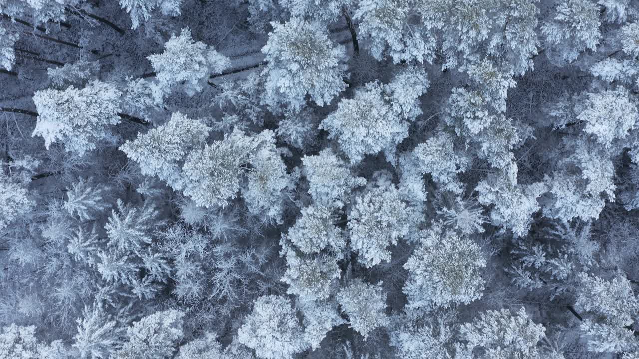 飞过被雪覆盖的树林，全架。从上面直接看。法兰克尼亚,巴伐利亚,德国。视频素材