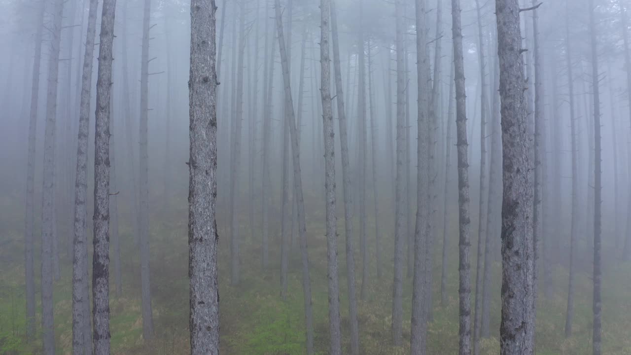 鸟瞰图:雾蒙蒙的森林中树木的田园风光，无人机飞越风景-亚平宁山脉，意大利视频素材